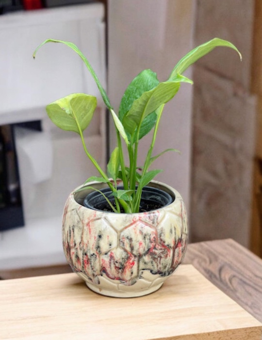 Plants